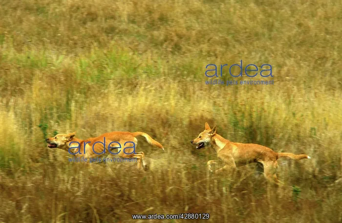 : Dingo - running : Dingo - running