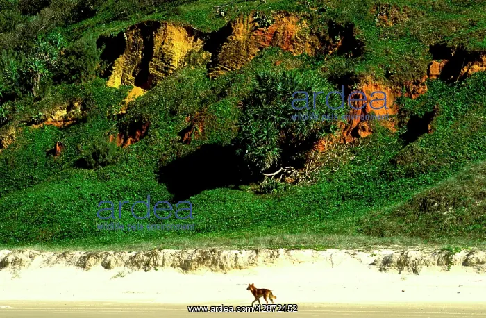 : Dingo - Seventy Five Mile Beach : Dingo - Seventy Five Mile Beach