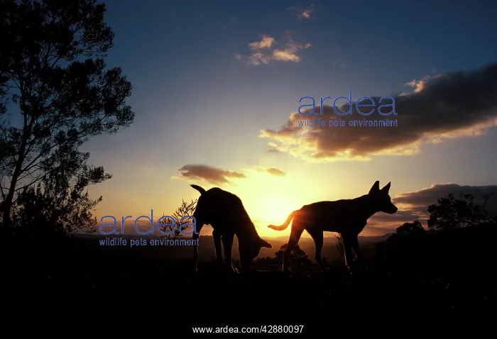 : Dingo - silhouette of pair against setting sun : Dingo - silhouette of pair against setting sun