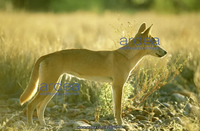 : Dingo - standing : Dingo - standing