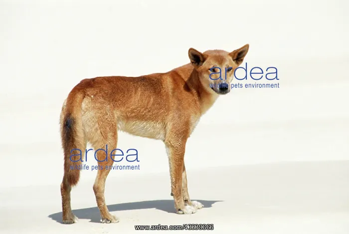 : DINGO - standing on beach : DINGO - standing on beach