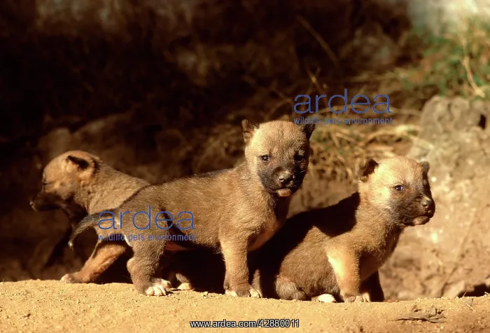 : Dingo - three-week-old pups outside the den : Dingo - three-week-old pups outside the den