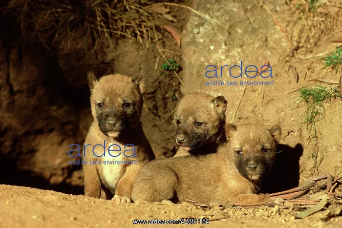 : Dingo - Three-week-old pups outside the den : Dingo - Three-week-old pups outside the den