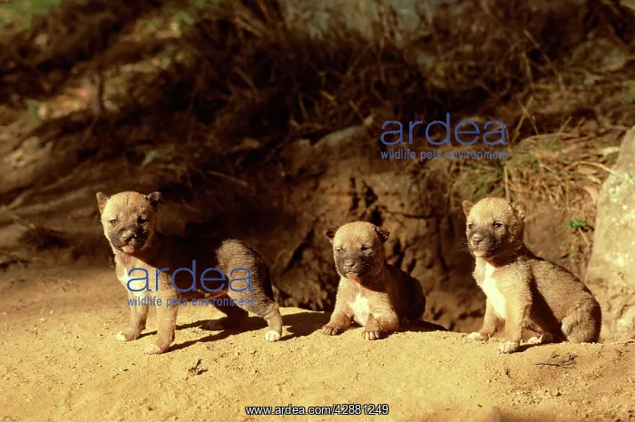 : Dingo - three-week pups at den entrance : Dingo - three-week pups at den entrance