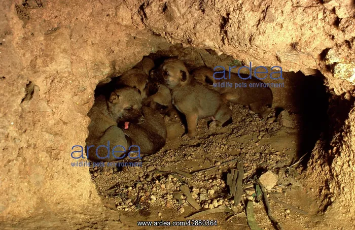 : Dingo - three-weeks-old pups in den : Dingo - three-weeks-old pups in den