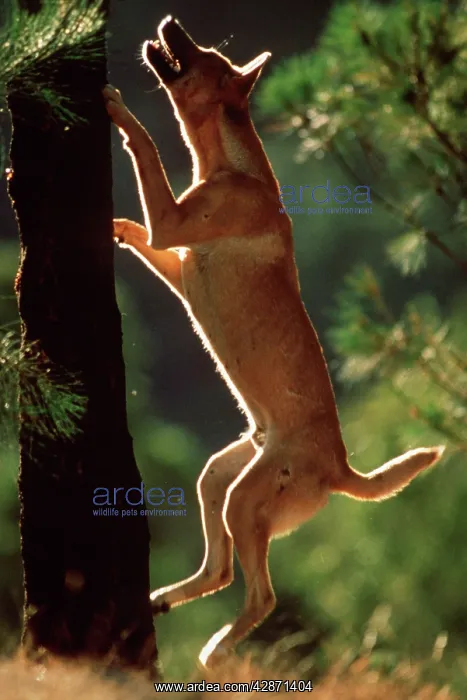 : DINGO - Trying to catch a bird : DINGO - Trying to catch a bird