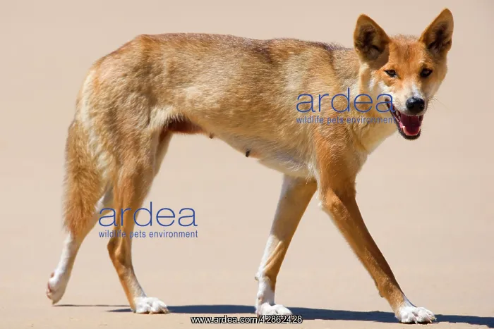 : Dingo - side view of a female adult strolling along : Dingo - side view of a female adult strolling along