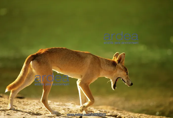 : Dingo - walking in arid area : Dingo - walking in arid area