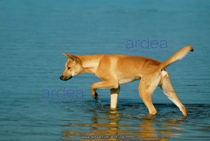 : DINGO - IN WATER : DINGO - IN WATER