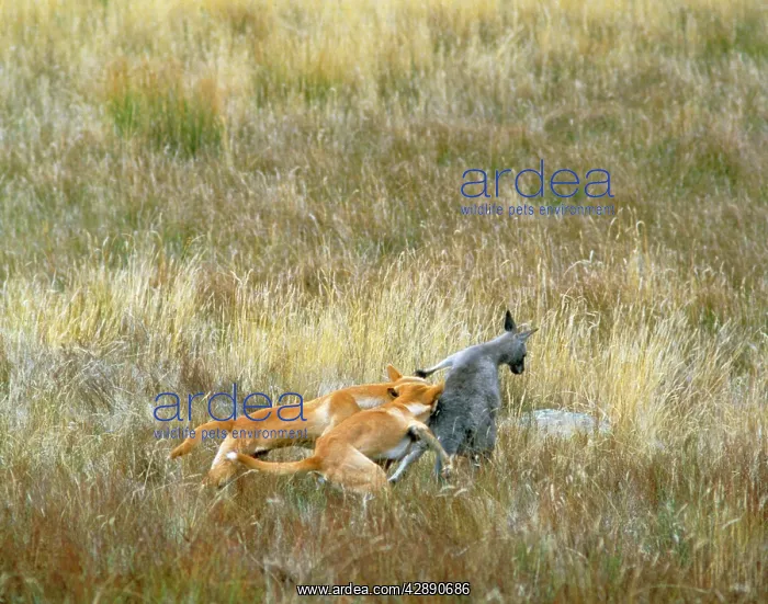  : Dingo - x2 attacking Kangaroo