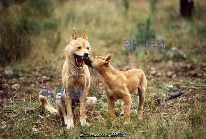 : DINGO - Young trying to prompt regurgiation from adult : DINGO - Young trying to prompt regurgiation from adult