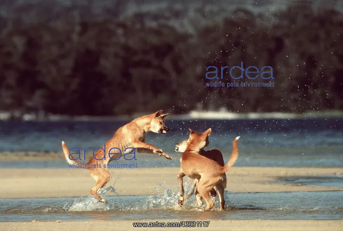 : DINGOS - in water : DINGOS - in water