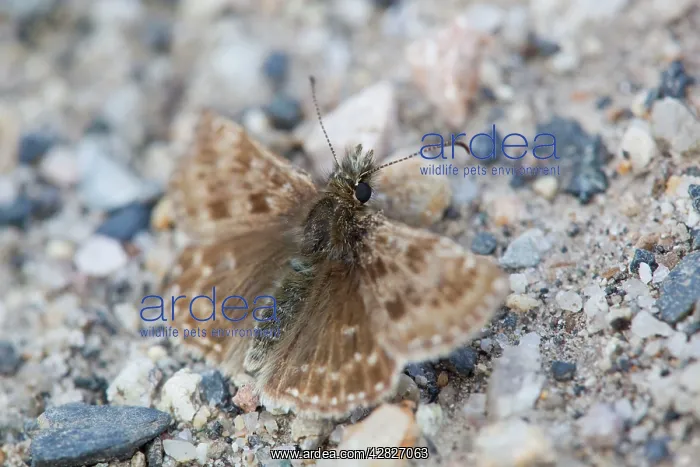 : Dingy Skipper : Dingy Skipper