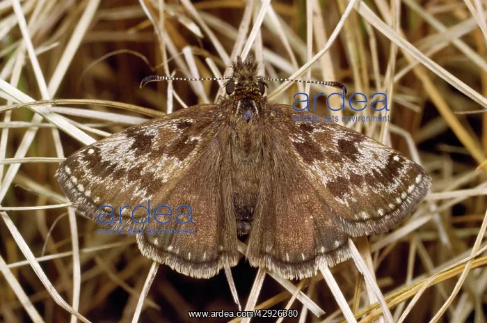  : Dingy Skipper Butterfly