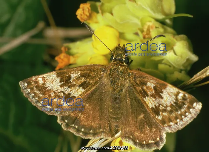 : Dingy Skipper Butterfly : Dingy Skipper Butterfly