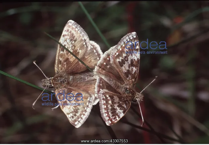 : Dingy Skipper Butterfly - Mated Pair : Dingy Skipper Butterfly - Mated Pair