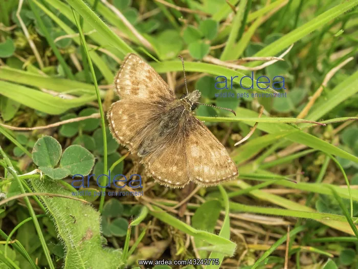  : Dingy skipper - resting on ground - Dorset