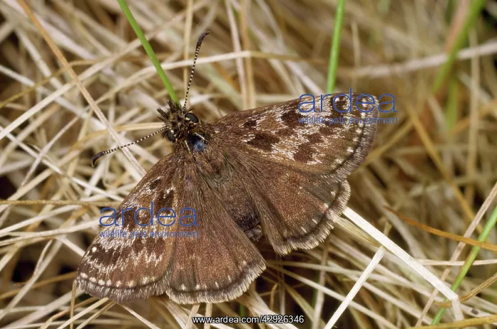  : Dinky Skipper Butterfly