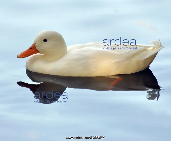 : Dinner Duck : Dinner Duck