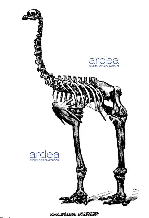 : Dinornis, Giant Moa, Cenozoic Bird : Dinornis, Giant Moa, Cenozoic Bird