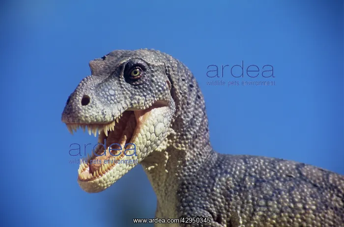 : Dinosaur - Albertosaurus liberatus - against a blue sky : Dinosaur - Albertosaurus liberatus - against a blue sky