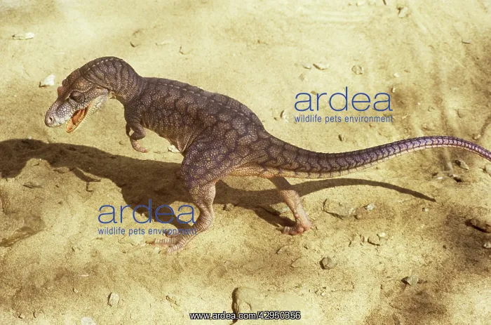: Dinosaur - Albertosaurus - walking : Dinosaur - Albertosaurus - walking