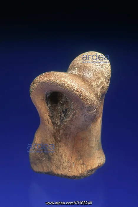 : Dinosaur Bone : Dinosaur Bone