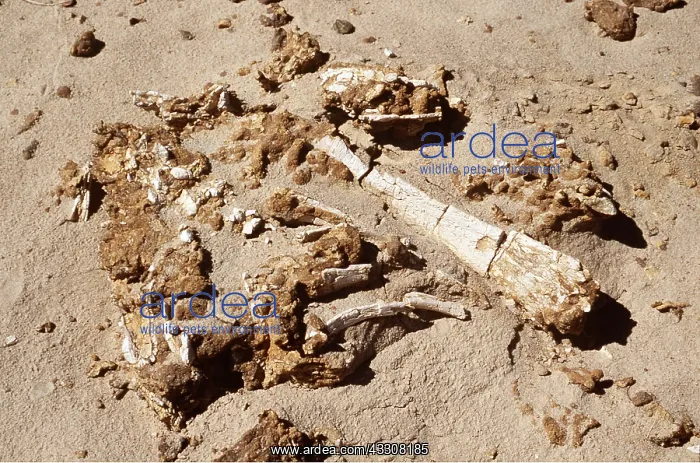 : DINOSAUR BONES - from Cretaceous period : DINOSAUR BONES - from Cretaceous period