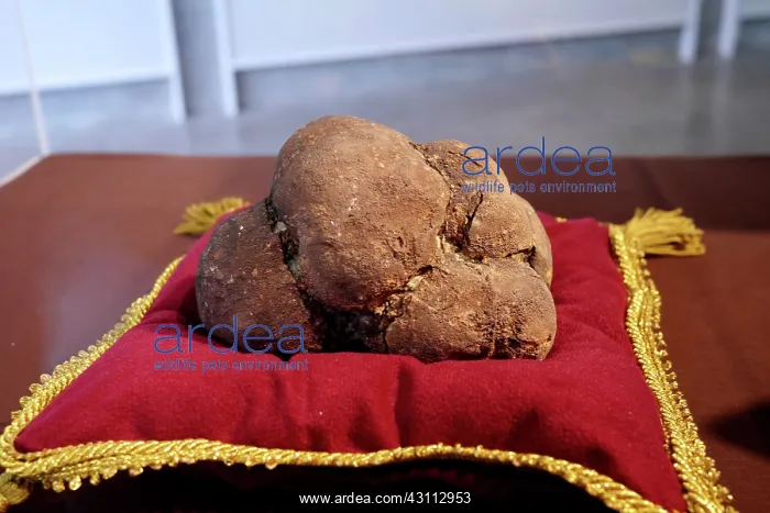 : Dinosaur Coprolite : Dinosaur Coprolite