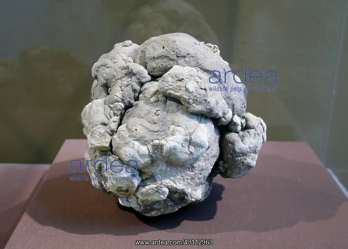 : Dinosaur Coprolite : Dinosaur Coprolite