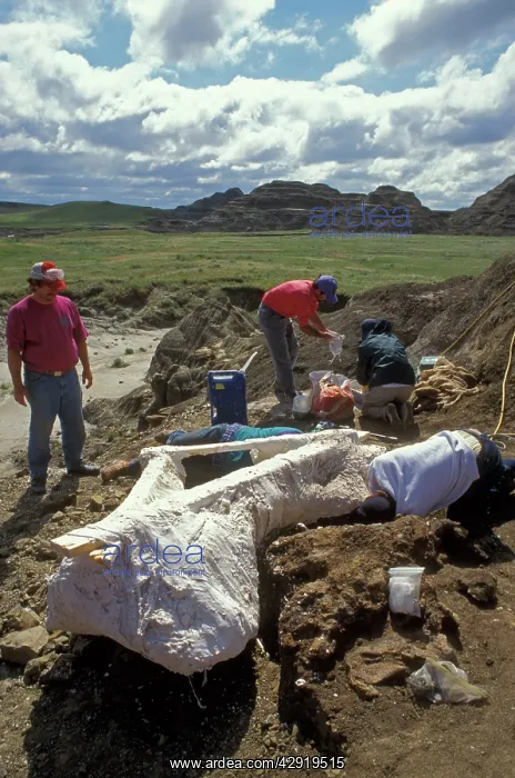 : Dinosaur Dig : Dinosaur Dig