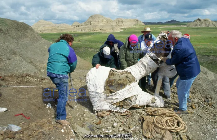 : Dinosaur Dig - wooden frame & jacket being attached : Dinosaur Dig - wooden frame & jacket being attached