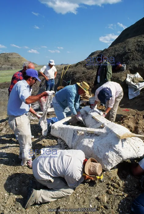 : Dinosaur Dig - wooden frame & jacket being attached : Dinosaur Dig - wooden frame & jacket being attached
