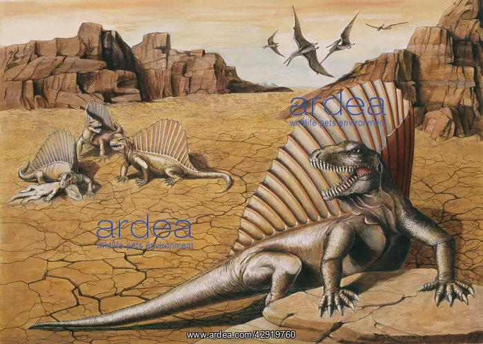 : DINOSAUR - Dimetrodon group showing typical fin-back : DINOSAUR - Dimetrodon group showing typical fin-back