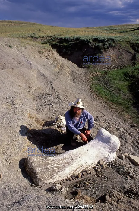 : Dinosaur - Dinosaur paleontologist Dr Robert Bakker : Dinosaur - Dinosaur paleontologist Dr Robert Bakker