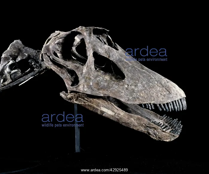 : Dinosaur - Diplodocus skull : Dinosaur - Diplodocus skull