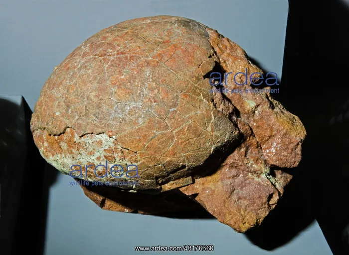 : Dinosaur Egg Fossil : Dinosaur Egg Fossil