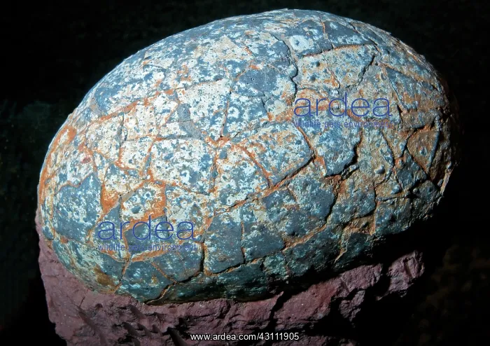 : Dinosaur Egg Hadrosaur : Dinosaur Egg Hadrosaur