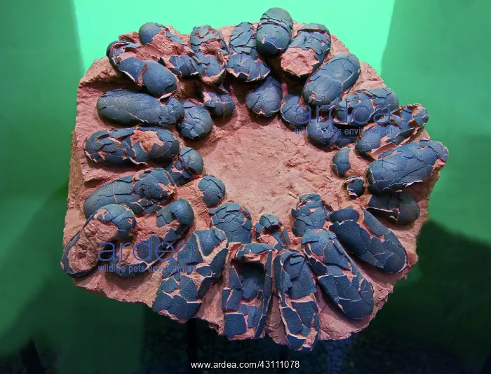 : Dinosaur Eggs : Dinosaur Eggs