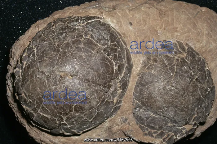 : Dinosaur Eggs : Dinosaur Eggs