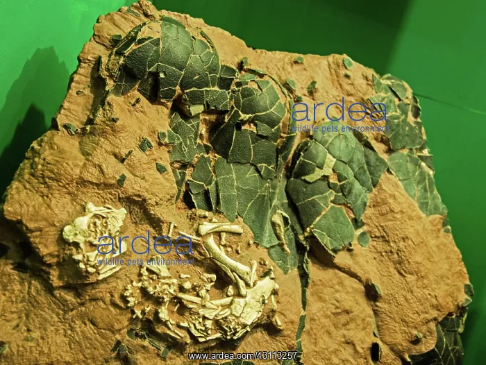: Dinosaur Eggs and Embryos : Dinosaur Eggs and Embryos