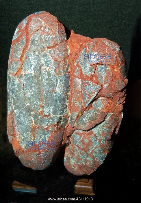 : Dinosaur Eggs Raptor : Dinosaur Eggs Raptor