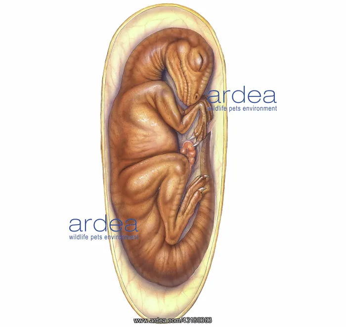: Dinosaur embryo : Dinosaur embryo