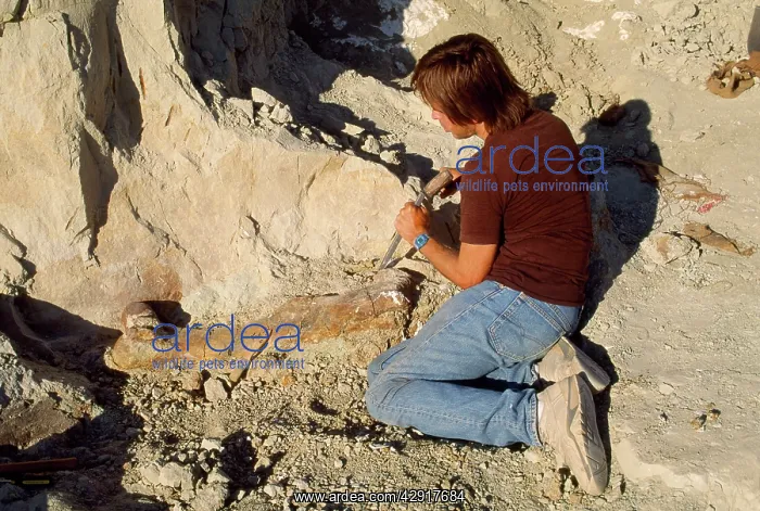 : Dinosaur - excavating Allosaurus tibia. Morrison : Dinosaur - excavating Allosaurus tibia. Morrison