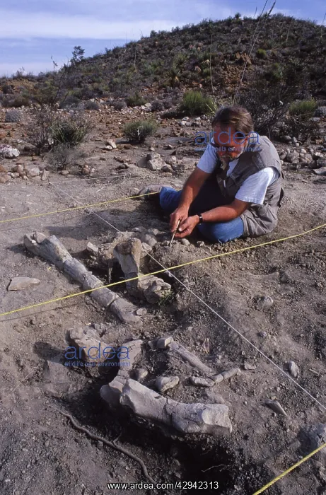 : Dinosaur: excavating a Hadrosaur skeleton : Dinosaur: excavating a Hadrosaur skeleton