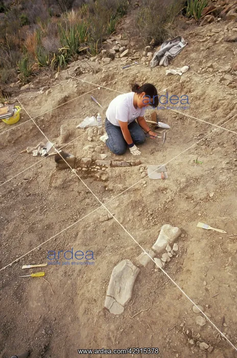 : DINOSAUR - Excavating a Hadrosaur skeleton fossil : DINOSAUR - Excavating a Hadrosaur skeleton fossil