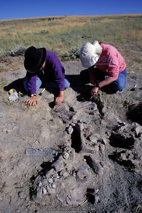 : Dinosaur excavation : Dinosaur excavation