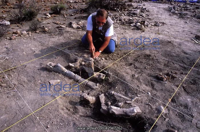  : Dinosaur excavation - excavating a Hadrosaur skeleton.Upper