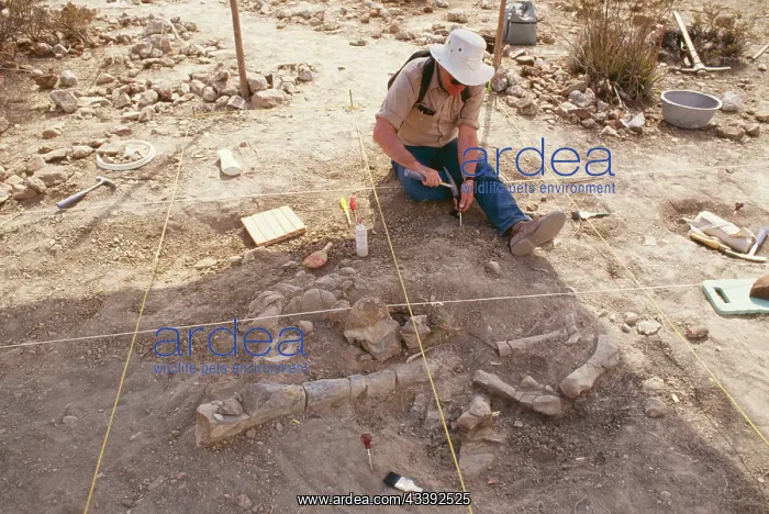 : DINOSAUR EXCAVATION - Excavating a Hadrosaur Skeleton : DINOSAUR EXCAVATION - Excavating a Hadrosaur Skeleton