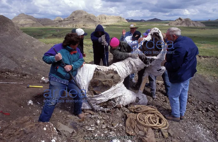 : Dinosaur excavation - a group of paleontologists : Dinosaur excavation - a group of paleontologists